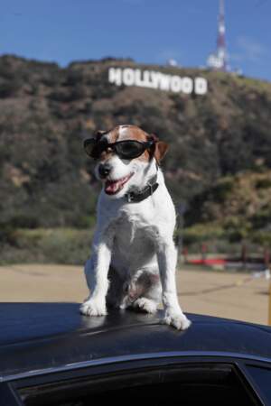 Uggie, chien star de The Artist à la conquête d'Hollywood !